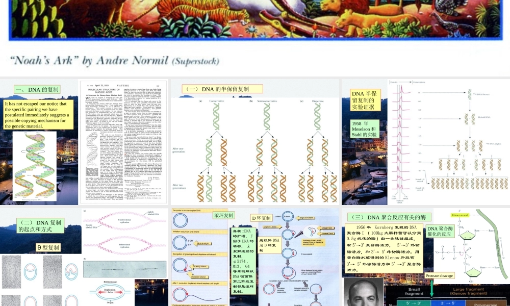 王镜岩 生物化学 经典课件 15DNA复制和重组 考研必备 学生物化学必备.ppt