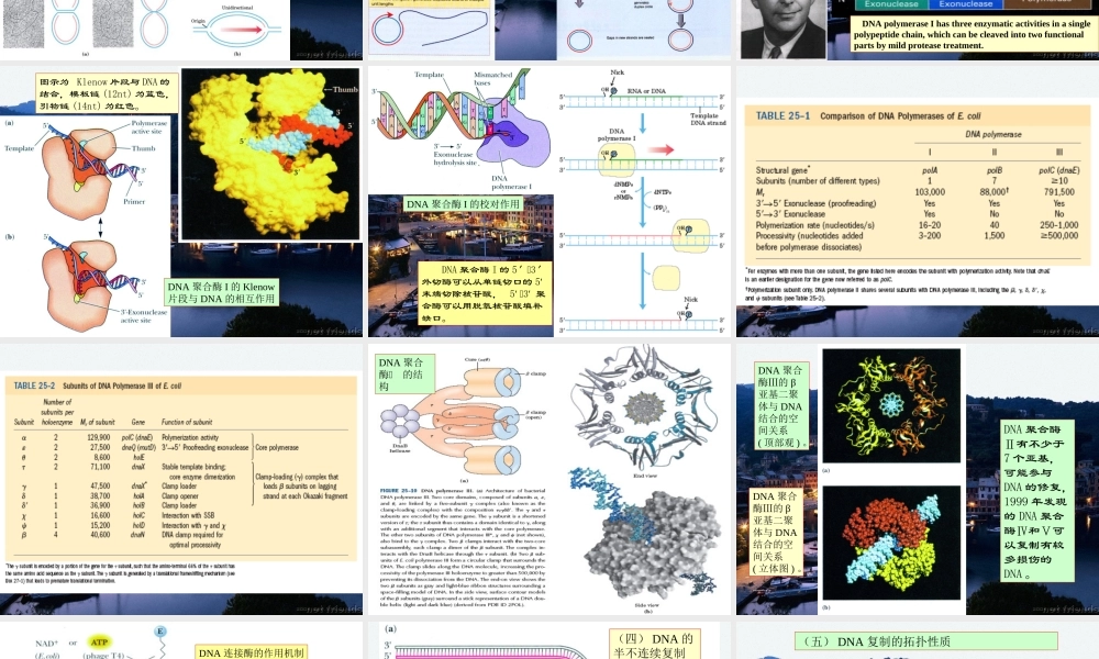 王镜岩 生物化学 经典课件 15DNA复制和重组 考研必备 学生物化学必备.ppt