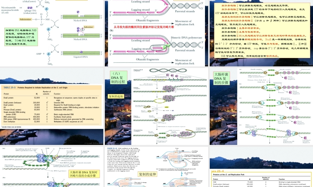 王镜岩 生物化学 经典课件 15DNA复制和重组 考研必备 学生物化学必备.ppt