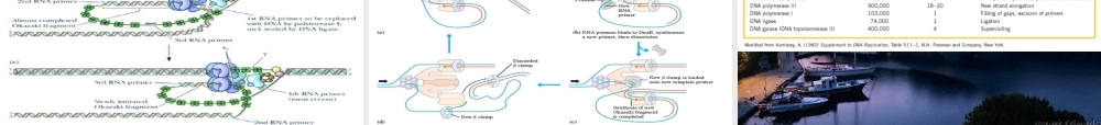 王镜岩 生物化学 经典课件 15DNA复制和重组 考研必备 学生物化学必备.ppt