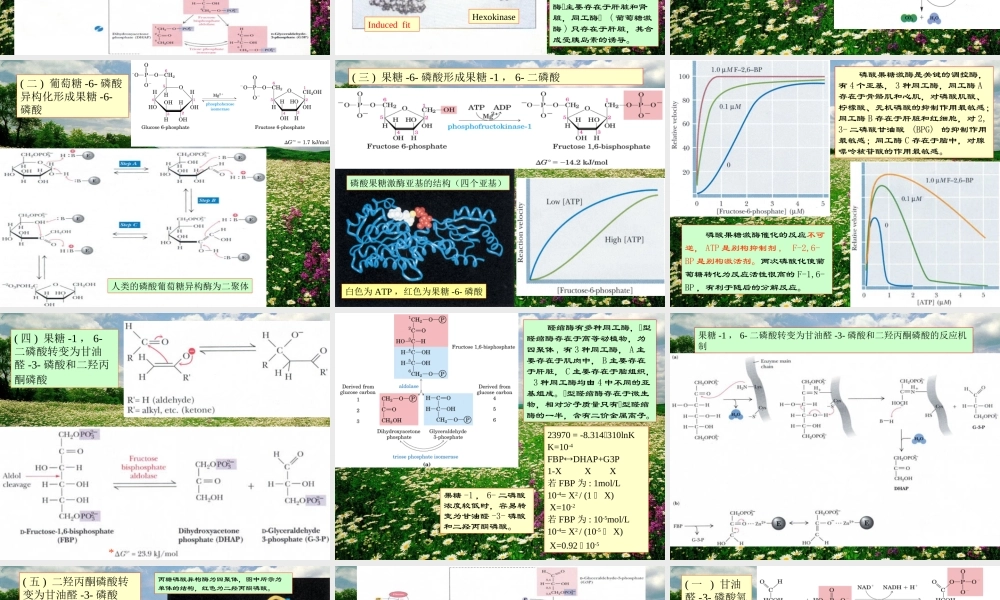 王镜岩 生物化学 经典课件 9糖代谢1 考研必备 学生物化学必备.ppt