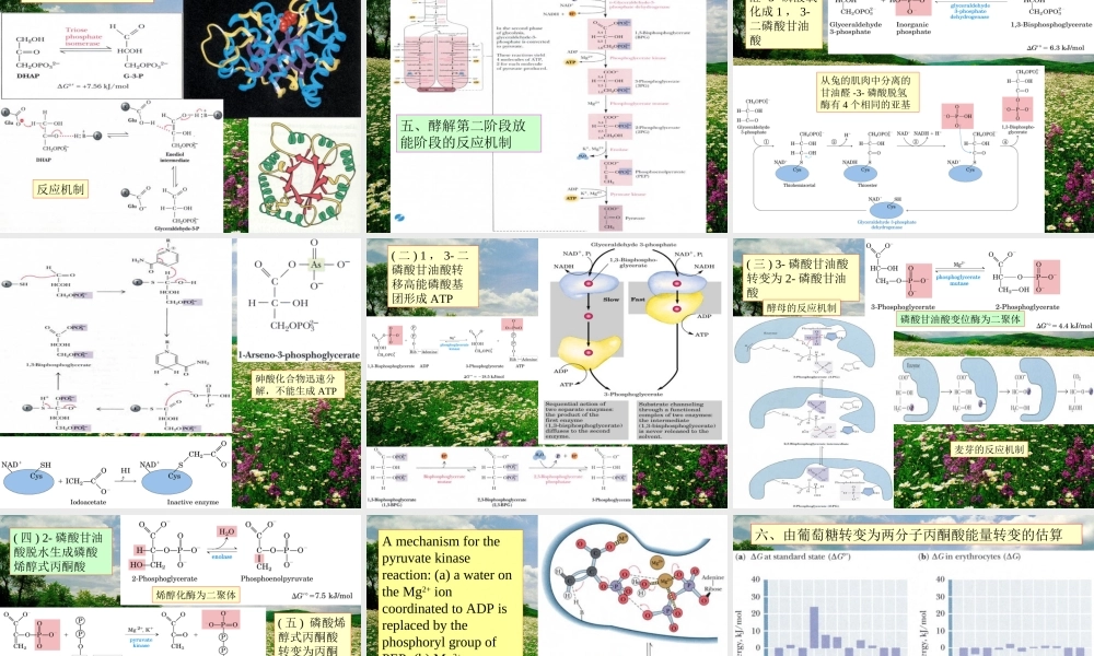 王镜岩 生物化学 经典课件 9糖代谢1 考研必备 学生物化学必备.ppt