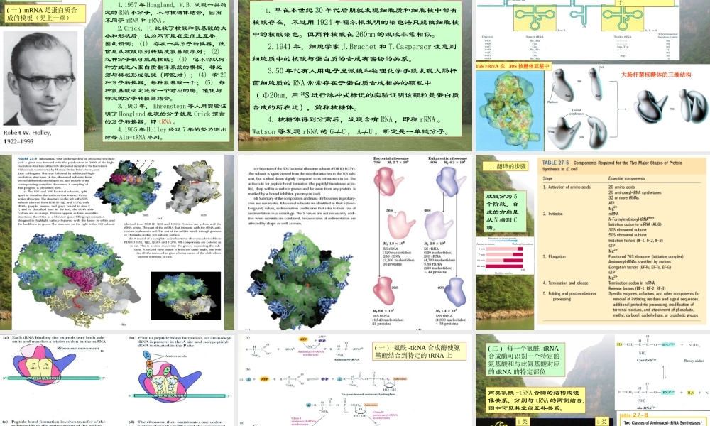 王镜岩 生物化学 经典课件 17蛋白质合成和基因工程 考研必备 学生物化学必备.ppt