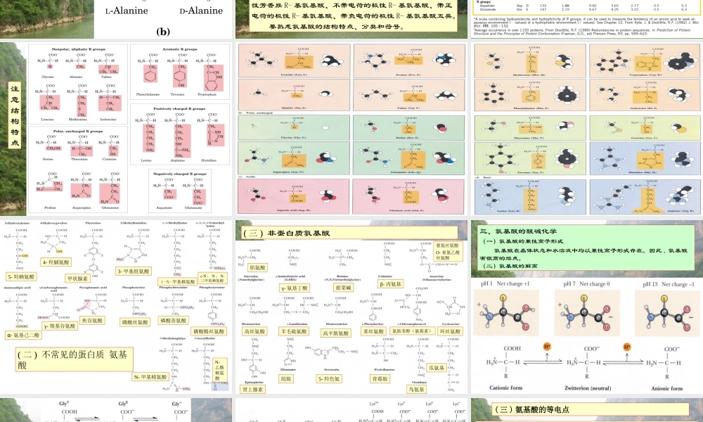 王镜岩 生物化学 经典课件 3氨基酸和蛋白质 考研必备 学生物化学必备.ppt
