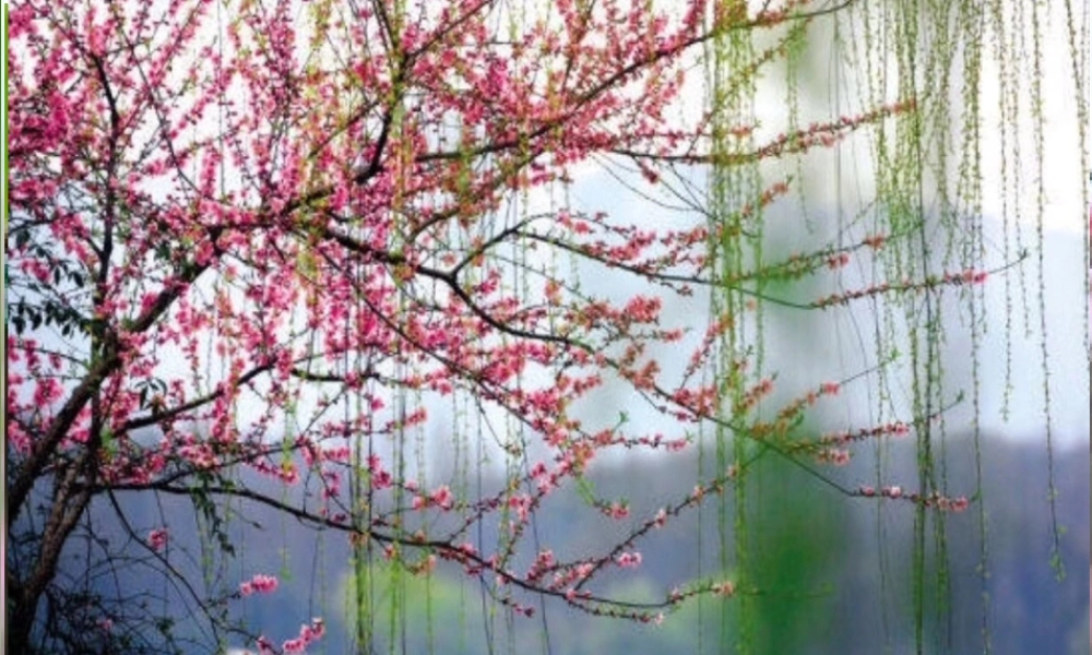 《1 古诗二首 咏柳》 第8套（省一等奖）优质课.ppt