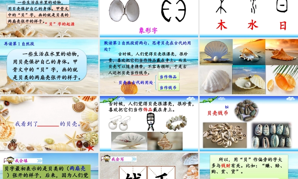 《3 “贝”的故事 》 第2套（国家一等奖）优质课.pptx