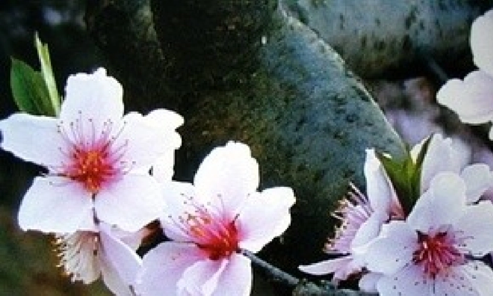 《2 找春天 》 第7套（省一等奖）优质课.ppt