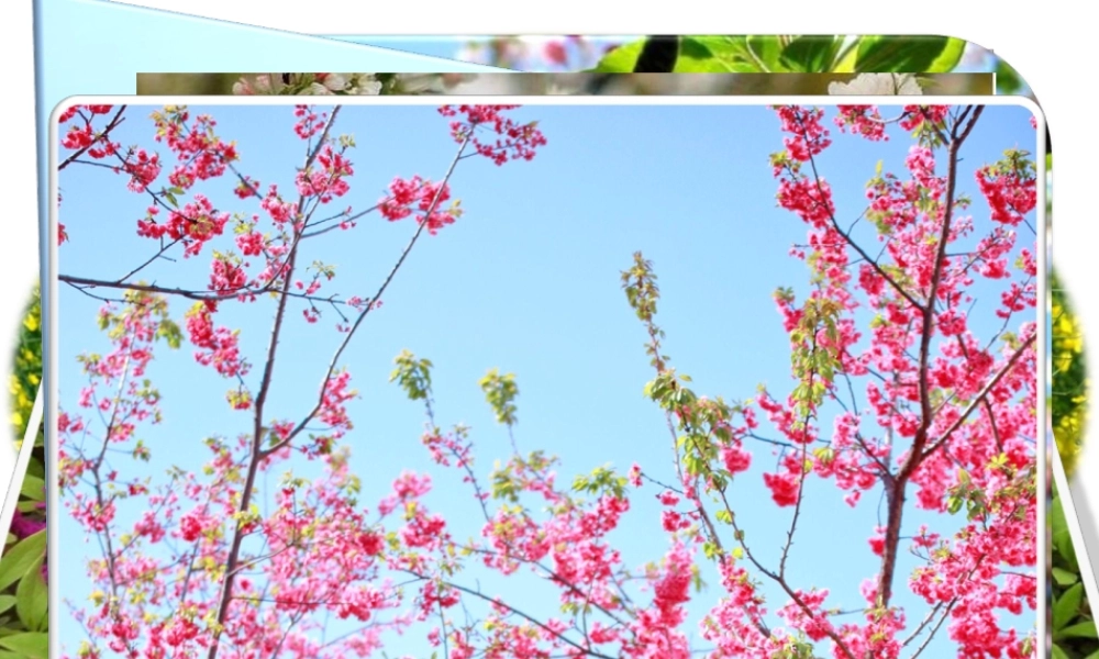 《1 古诗二首 村居》 第10套（省一等奖）优质课.ppt