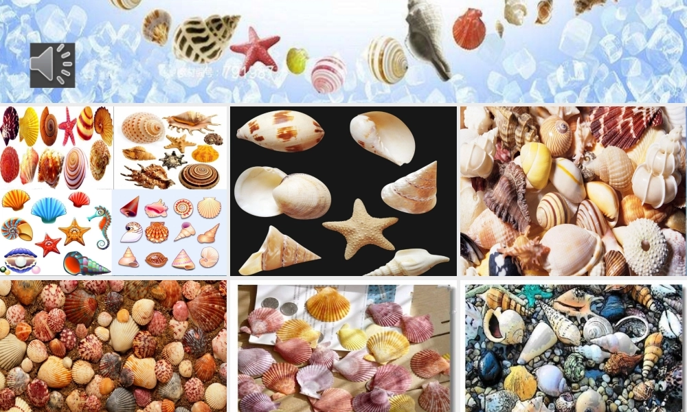 《3 “贝”的故事 》 第4套（省一等奖）优质课.pptx