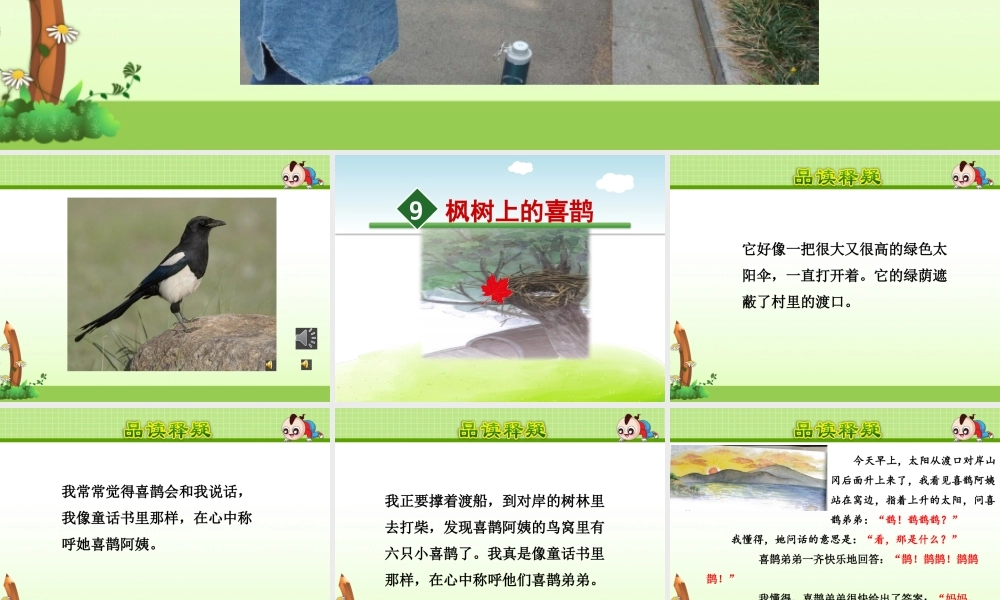 《9 枫树上的喜鹊》 第4套（国家一等奖）优质课.pptx