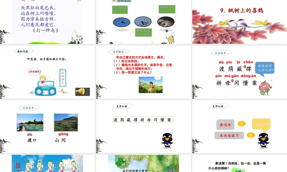 《9 枫树上的喜鹊 》 第6套（省一等奖）优质课.pptx