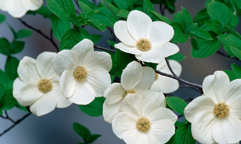 《1 古诗二首 咏柳》 第6套（国家一等奖）优质课.pptx