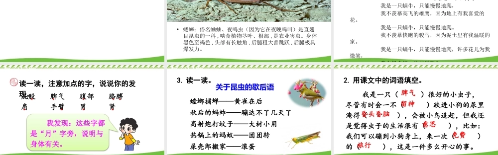 《11 我是一只小虫子 》 第4套（省一等奖）优质课.pptx