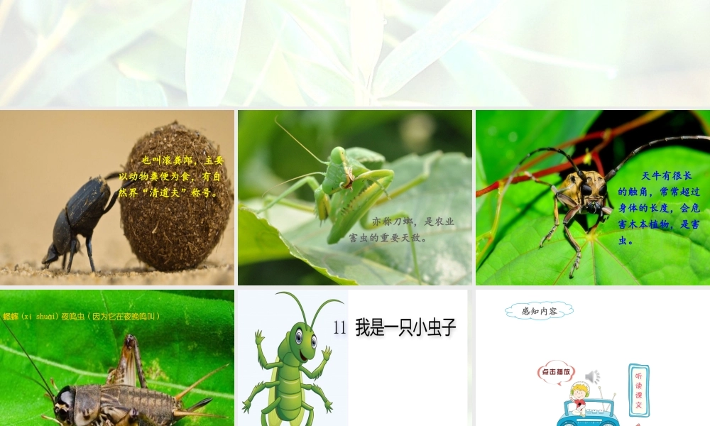 《11 我是一只小虫子3》优质课.ppt