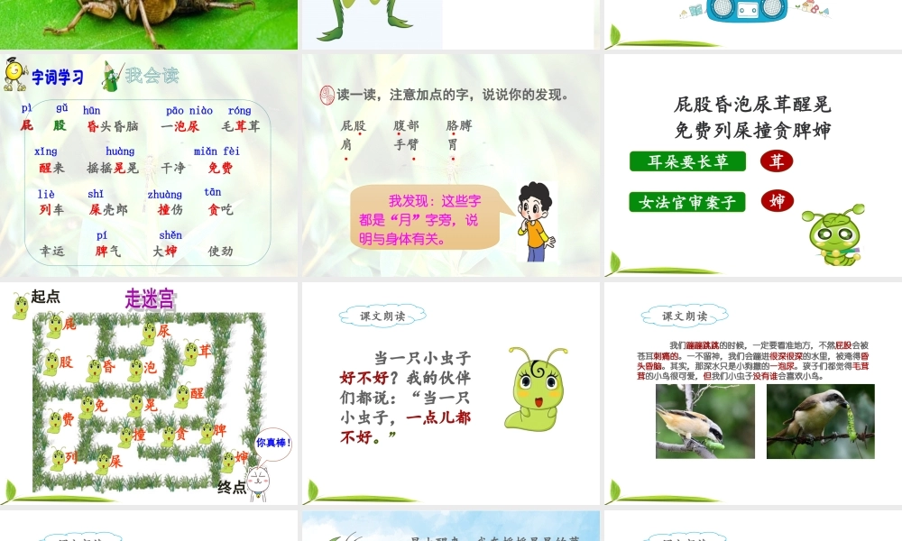 《11 我是一只小虫子3》优质课.ppt
