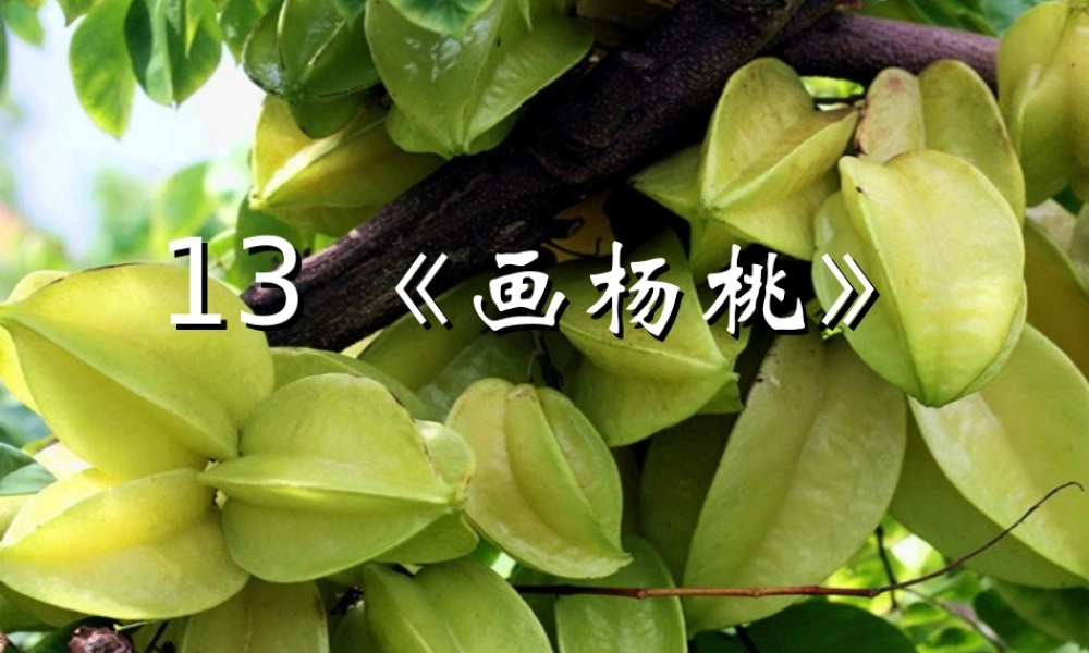 《13 画杨桃 》 第8套（省一等奖）优质课.ppt
