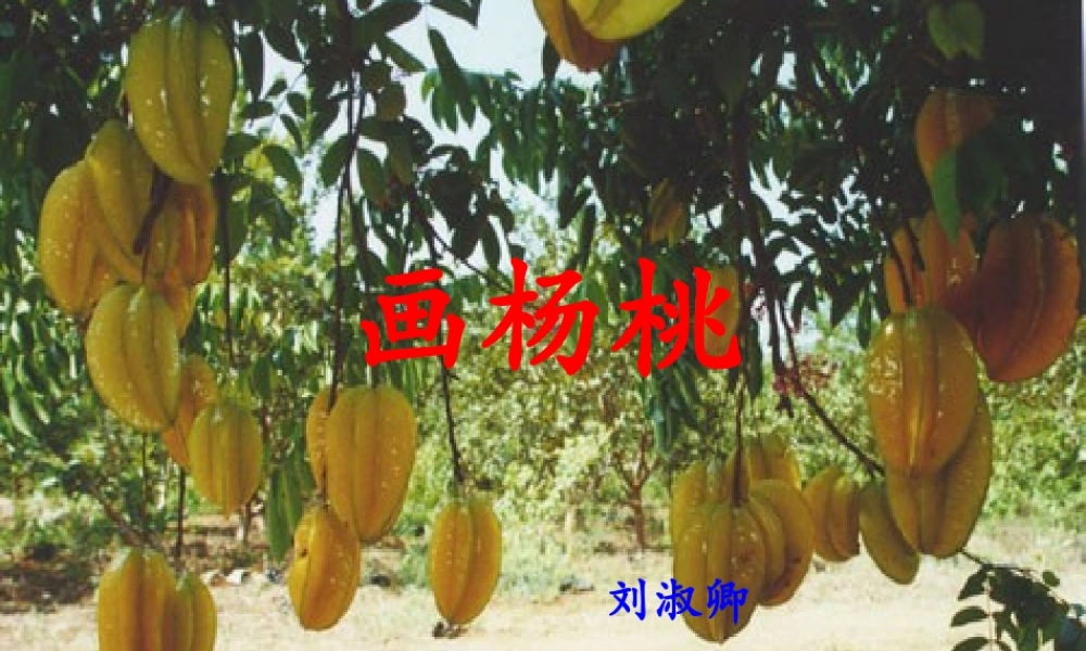 《13 画杨桃 》 第4套（省一等奖）优质课.ppt