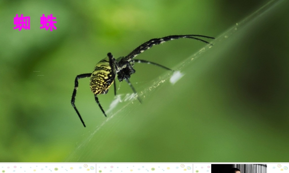 《20 蜘蛛开店 》 第1套（国家一等奖）优质课.ppt