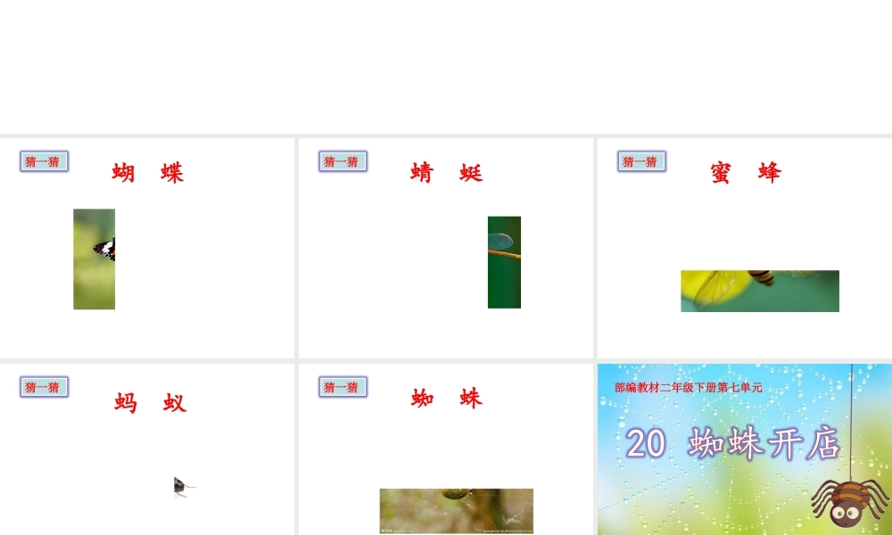 《20 蜘蛛开店 》 第6套（省一等奖）优质课.ppt