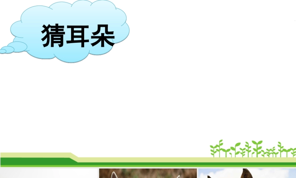 《19 大象的耳朵 》 第8套（省一等奖）优质课.ppt