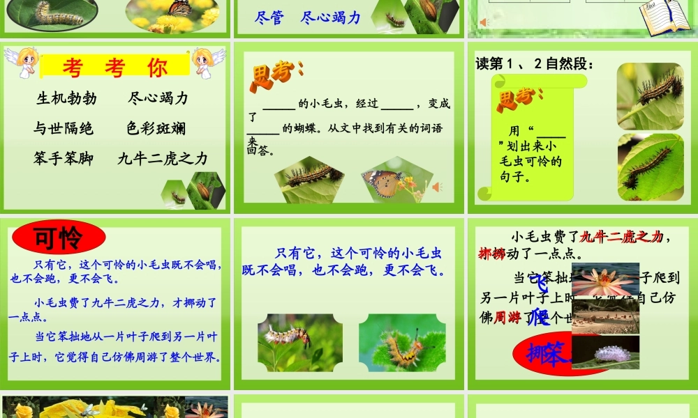 《22 小毛虫 》 第7套（省一等奖）优质课.ppt