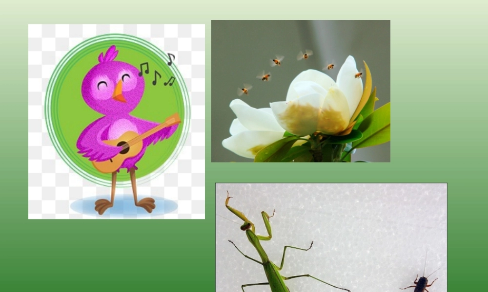 《22 小毛虫2》优质课.ppt