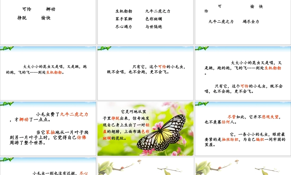 《22 小毛虫 》 第4套（省一等奖）优质课.ppt