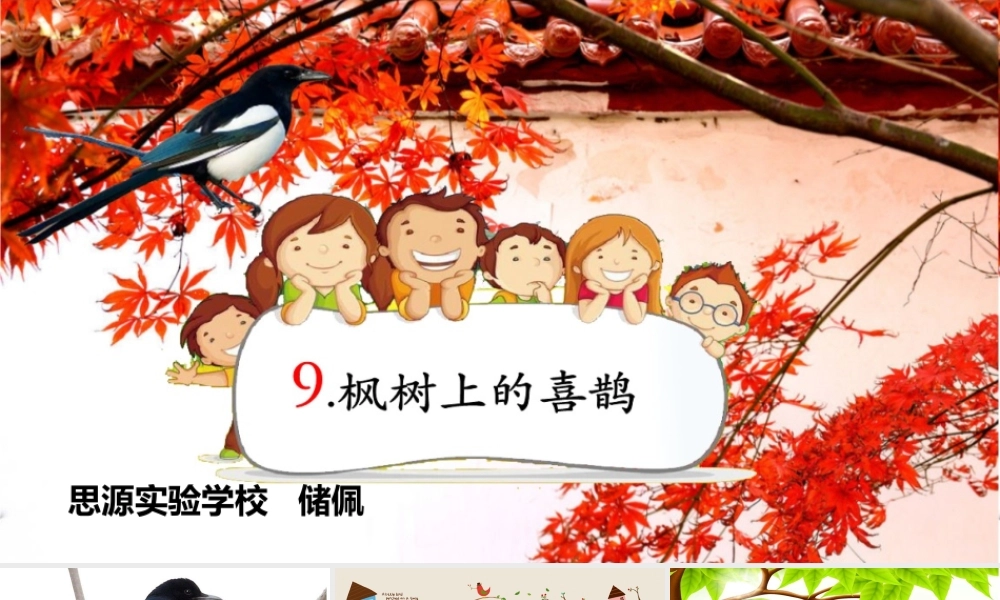 《9 枫树上的喜鹊 》 第7套（省一等奖）优质课.pptx