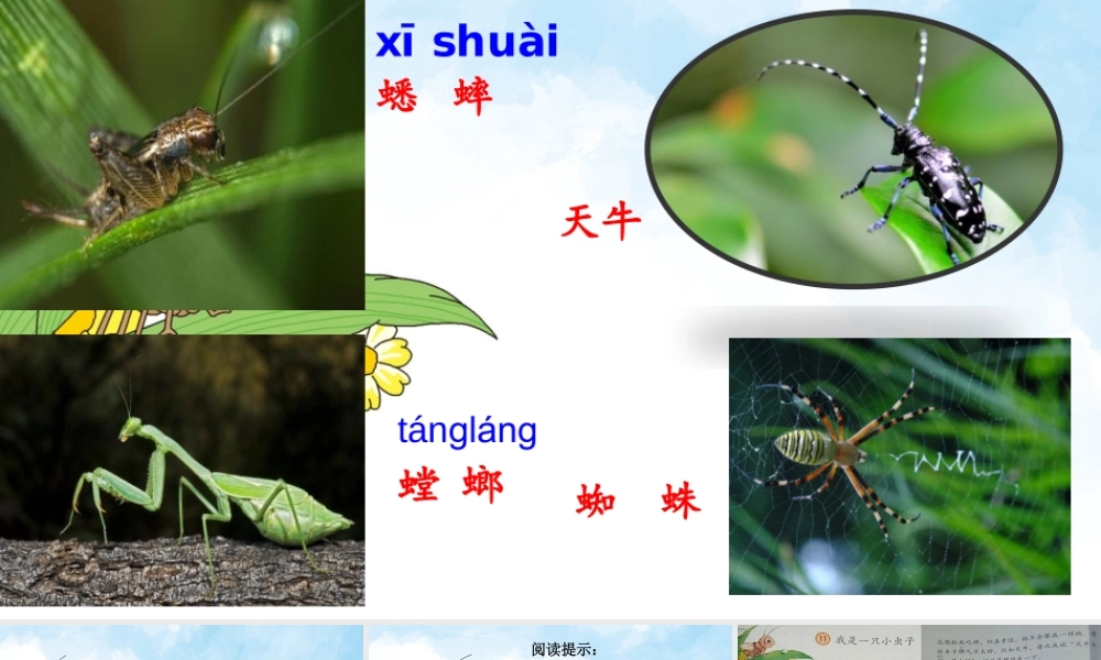 《11 我是一只小虫子 》 第6套（省一等奖）优质课.pptx