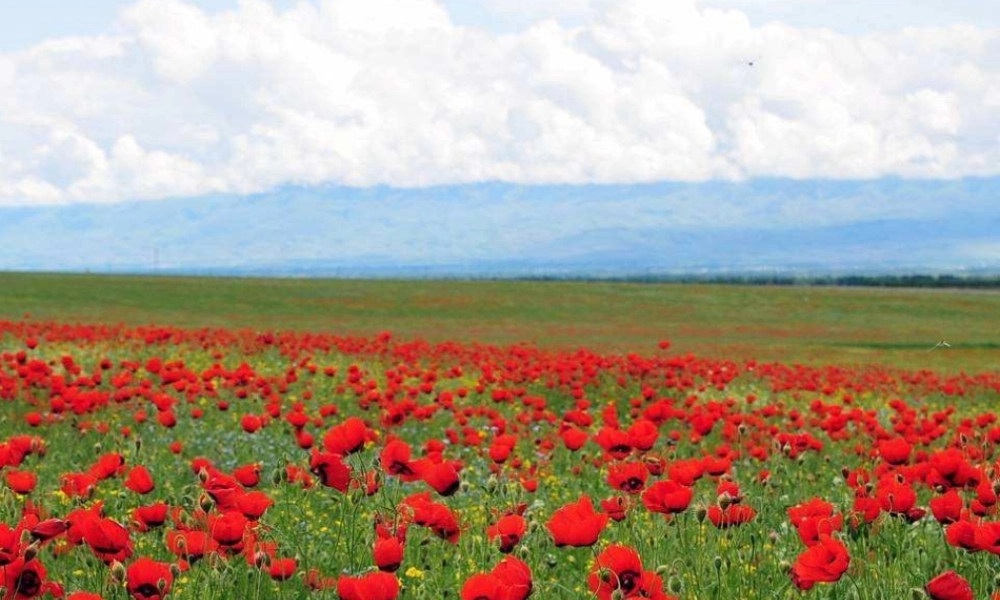 《17 要是你在野外迷了路 》 第3套（国家一等奖）优质课.ppt