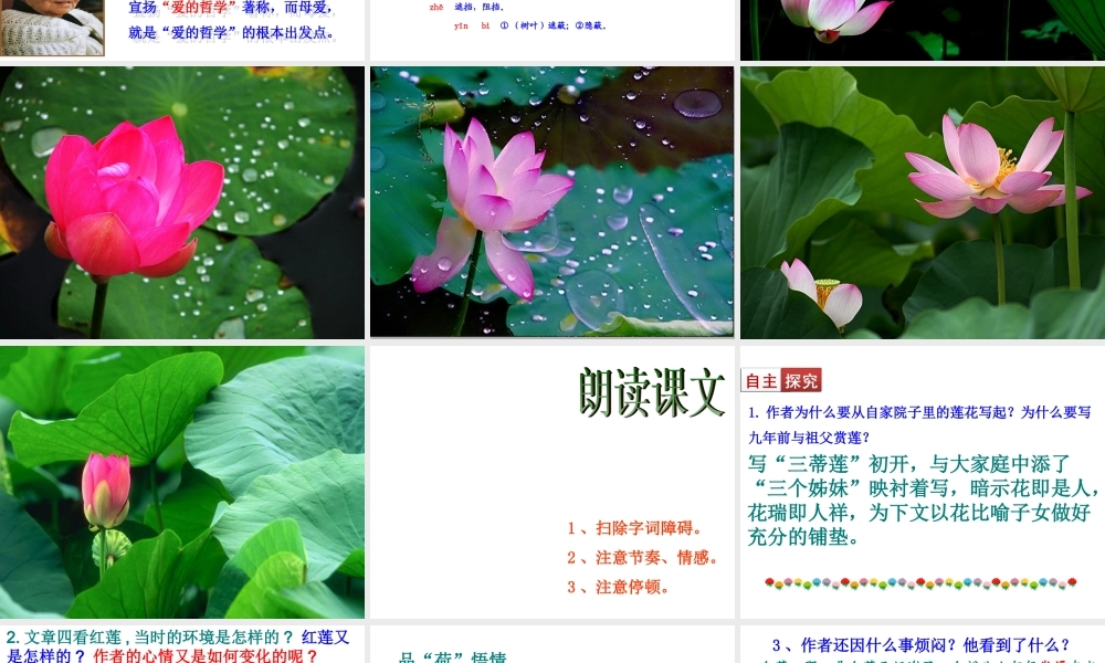 《荷叶 母亲》3.ppt