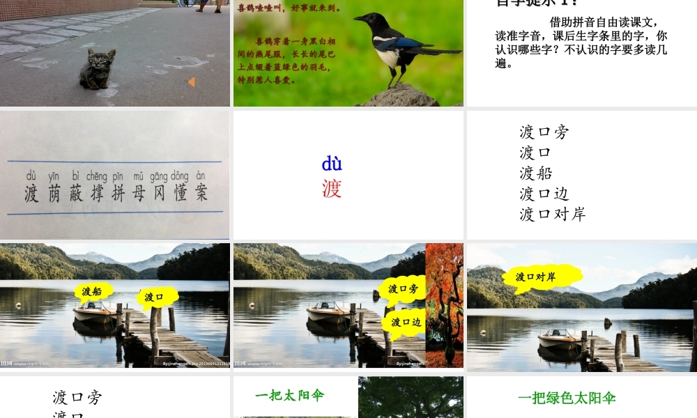 《9 枫树上的喜鹊3》优质课.ppt