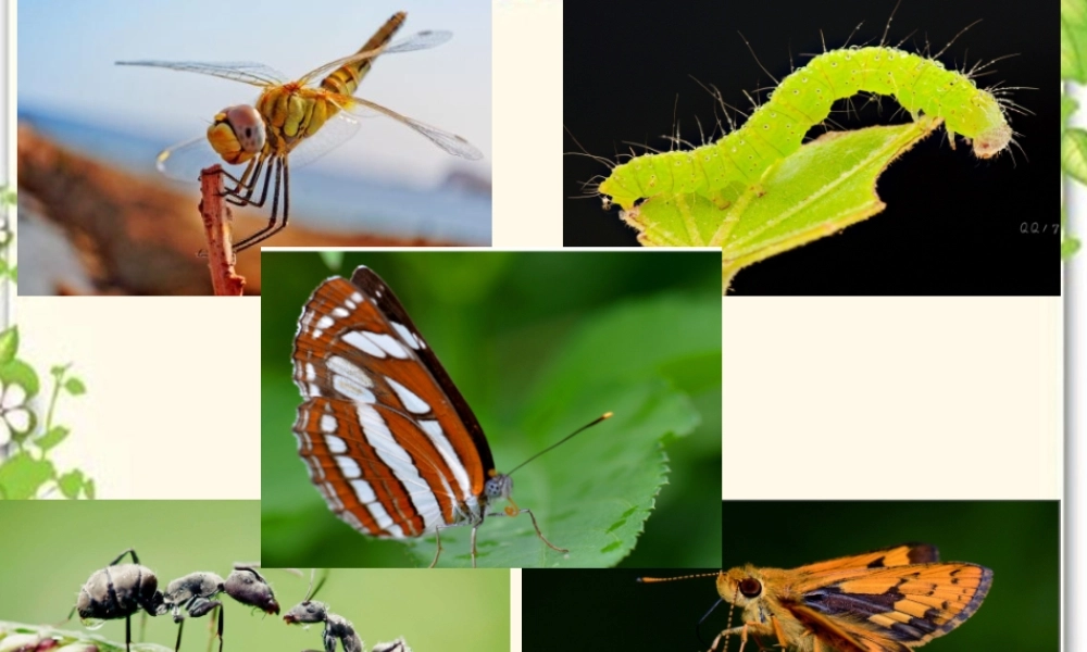 《11 我是一只小虫子 》 第2套（国家一等奖）优质课.pptx