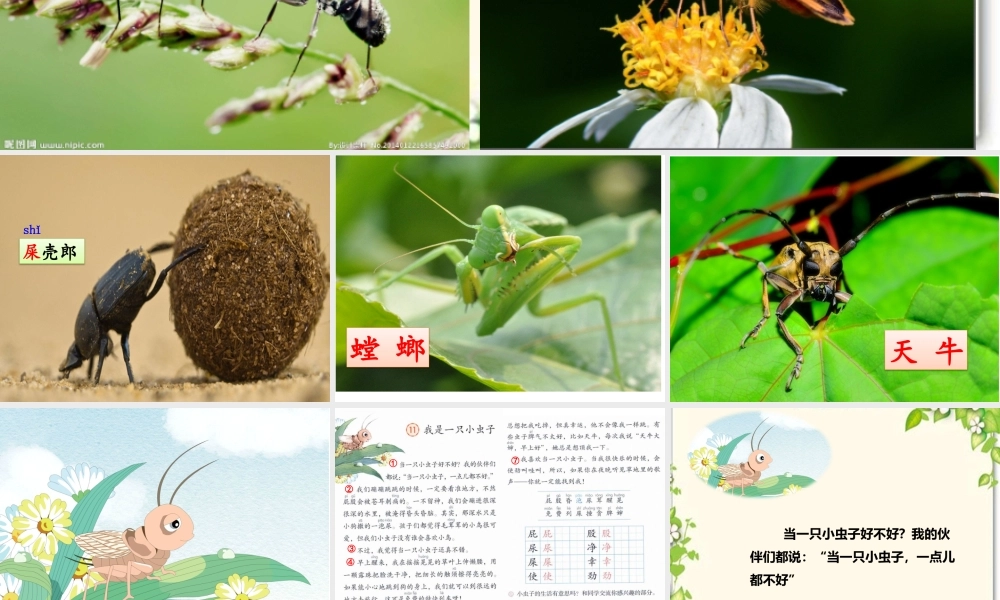 《11 我是一只小虫子 》 第2套（国家一等奖）优质课.pptx