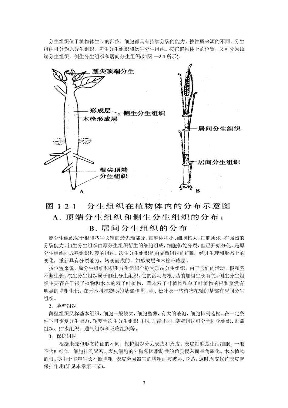 高中生物竞赛辅导资料：第2章植物解剖和生理.doc_第3页