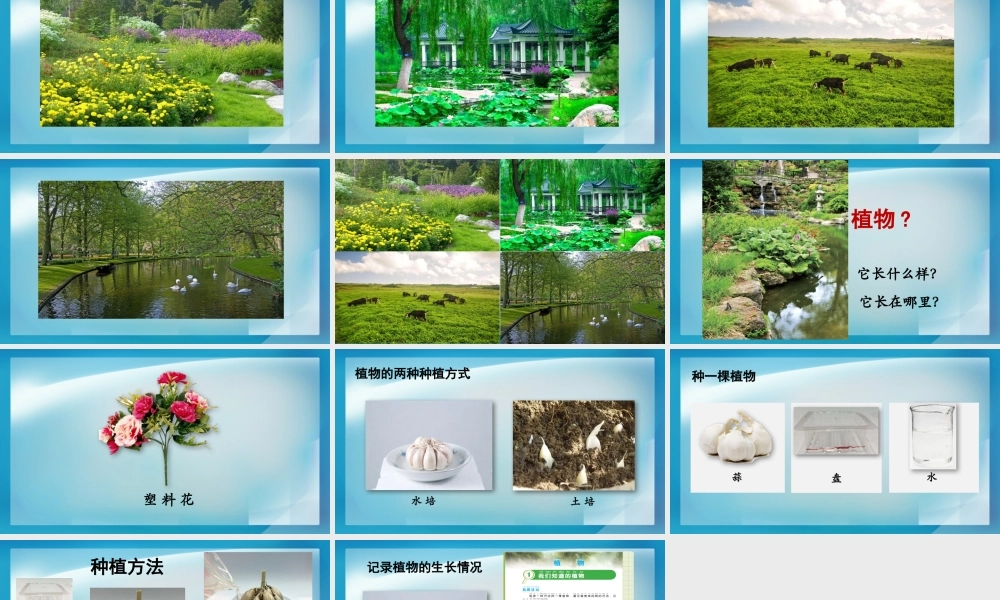 《我们知道的植物》教学课件.PPTx