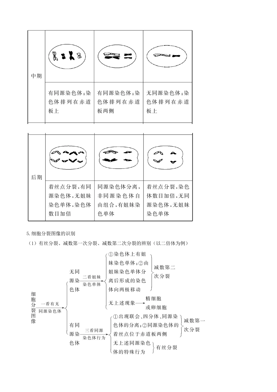 高三生物复习学案：专题3 细胞的生命历程.doc_第3页