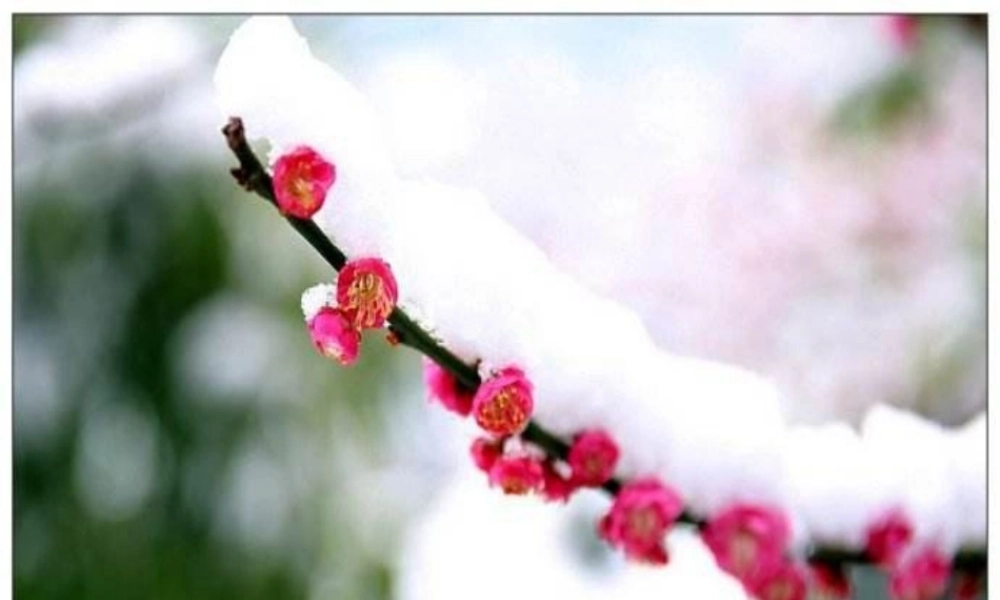 《晓出净慈寺送林子方 》 第10套（省一等奖）优质课.ppt