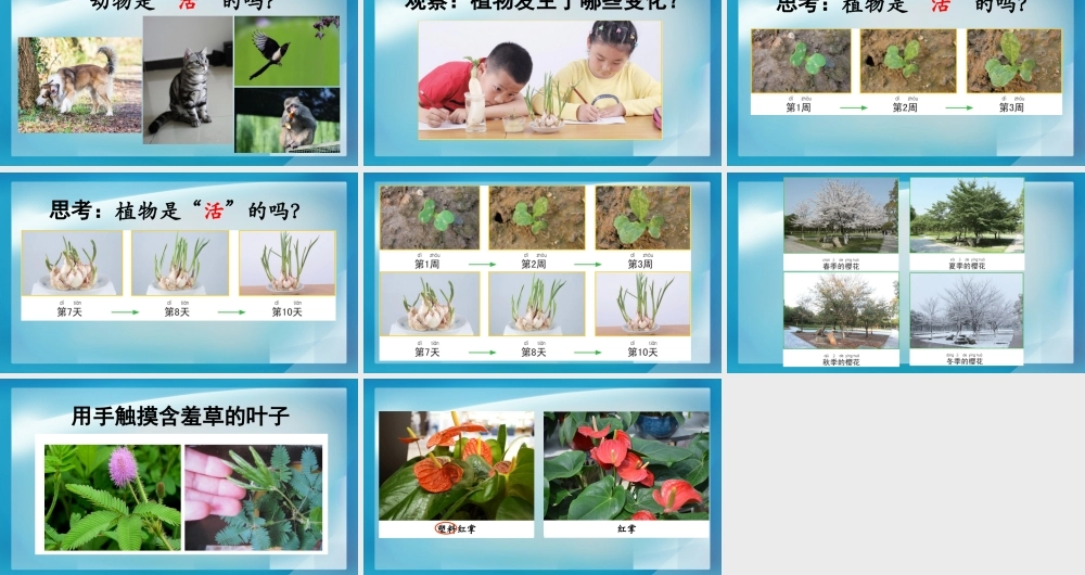 《植物是“活”的吗》教学课件.PPTx