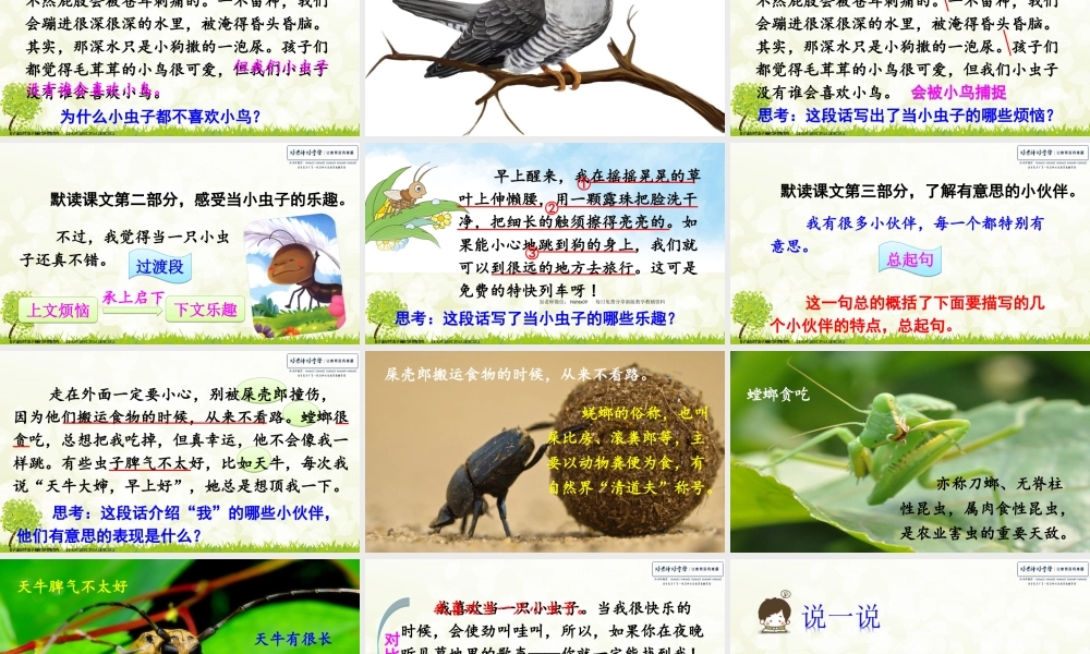 11 我是一只小虫子.ppt