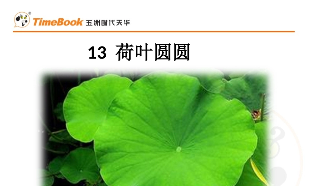 13 荷叶圆圆.ppt