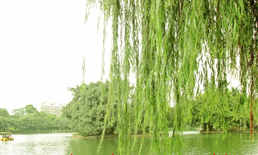 15 青海高原一株柳.ppt