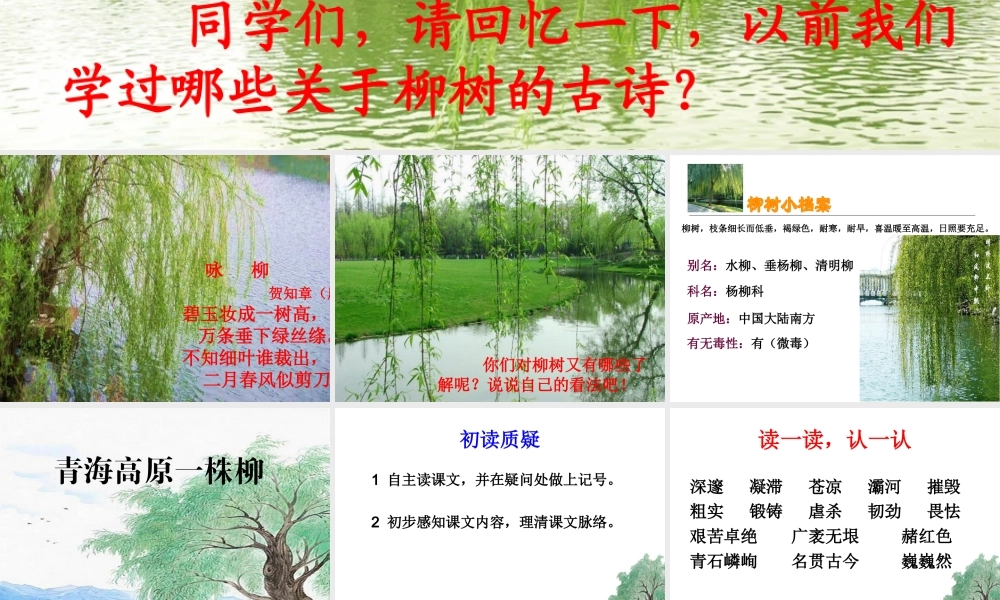 15 青海高原一株柳.ppt