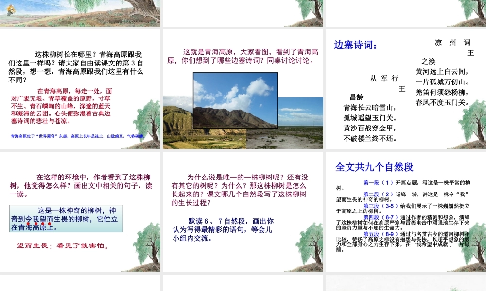 15 青海高原一株柳.ppt