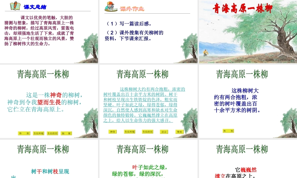 15 青海高原一株柳.ppt