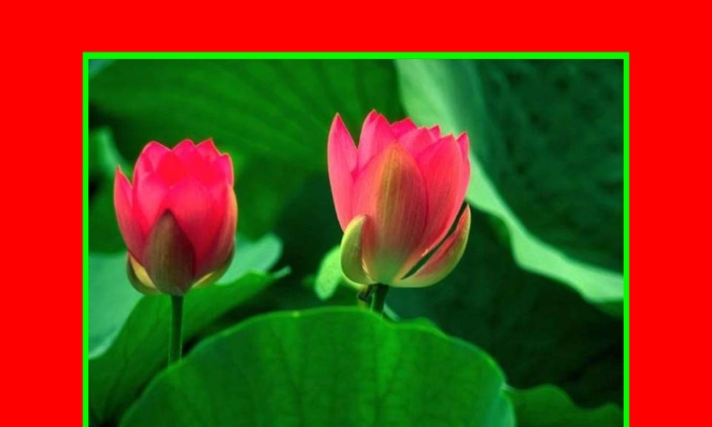 16 爱莲说 PPT视频朗读.ppt