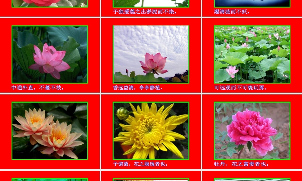 16 爱莲说 PPT视频朗读.ppt