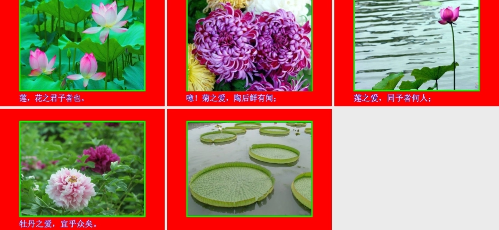 16 爱莲说 PPT视频朗读.ppt