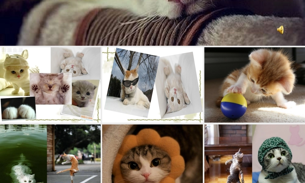 16.猫(1).ppt