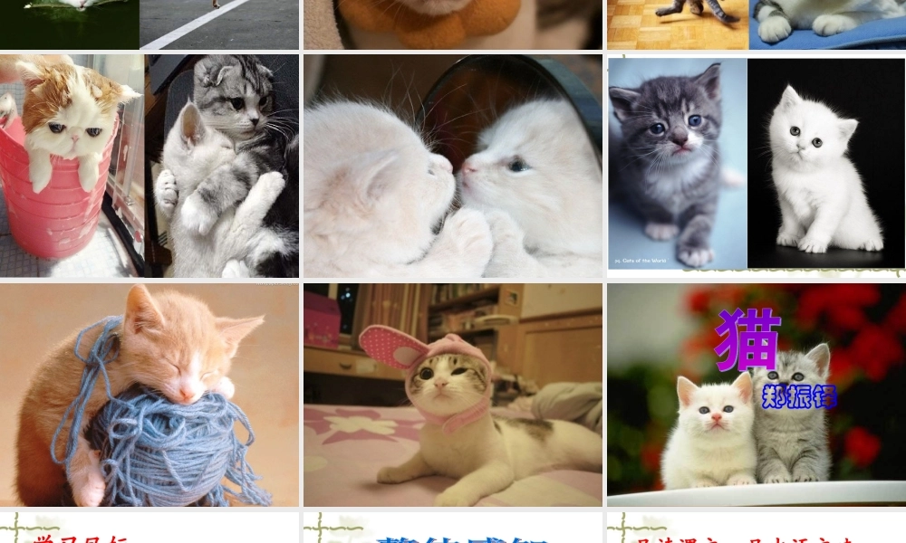 16.猫(1).ppt